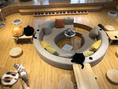 -啵啵喵·猫咖(攀华国际店)