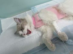-达爱动物医院·犬猫分区·CT·复杂眼科(远洋山水分院)