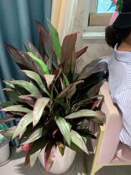-茜茜美妍堂·华熙生物·甜朵体验中心