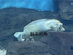 -横店影视城梦幻谷园区