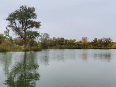 -金塔沙漠胡杨林景区