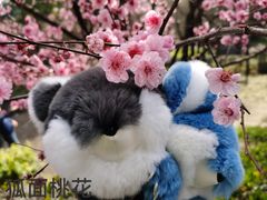 -南山植物园