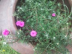 -忆江南·临江鱼馆