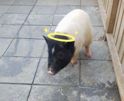 -萌宠亲子动物乐园(槐房万达店)