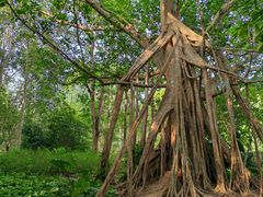 -中国科学院西双版纳热带植物园