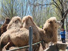 -长白岛森林公园