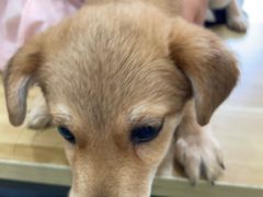 -艾贝尔宠物医院·狂犬免疫点(江山金象城店)