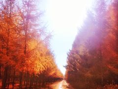 -塞罕坝国家级自然保护区