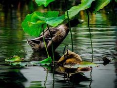 -桤木河湿地公园