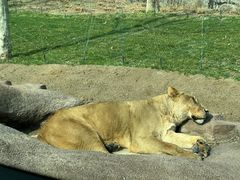 -北京野生动物园