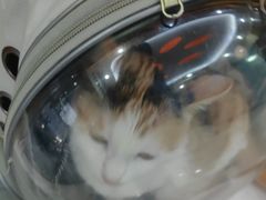 -全心全意连锁动物医院·微创中心·内科急重症·心脏专科(丰管路店)