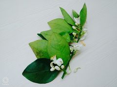 橙花-文星素食(兴华路店)