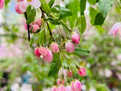 -海棠花溪(元大都城垣遗址公园)