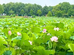 -荷塘月色湿地公园·向阳花洲