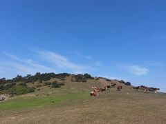 -大姆山草场