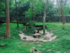 -都江堰中华大熊猫苑