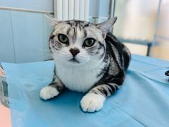 -纳吉亚猫专科动物诊疗中心(蒋宅口分院)