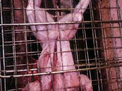 android_upload_pic-白家寨子·山野白族菜(古城总店)