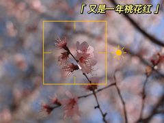 -桃花堤公园
