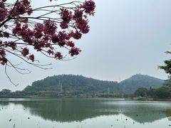 -顺峰山公园