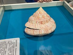 -青岛贝壳博物馆