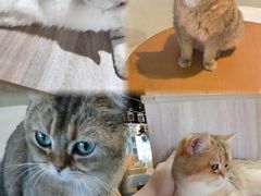 -藏猫猫咖啡主题馆(中央大道店)