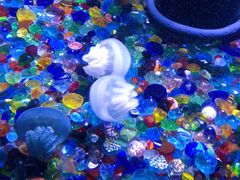 -成都浩海立方海洋公园