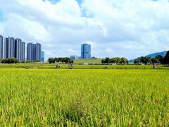 -光明小镇欢乐田园