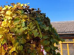 -柳沟豆腐宴义豆堂24号农家院