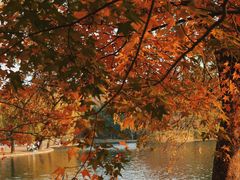 -上海共青森林公园