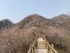 -大岭沟猕猴桃谷风景区