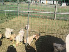 -前小桔亲子创意农场·草莓采摘·露营烧烤