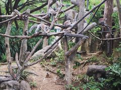 -清迈夜间动物园