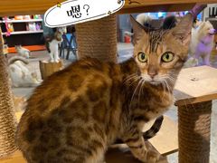 -more than meow吴止猫主题餐厅(承德 中船汇店)