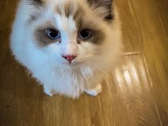 -滚猫咖啡·猫咖·猫友好撸猫(未来城店)