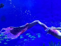 -海合安武汉极地海洋公园