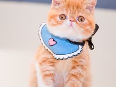 -瞄一喵猫咖(格力海岸店)