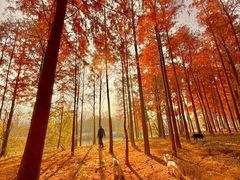 -上海海湾国家森林公园