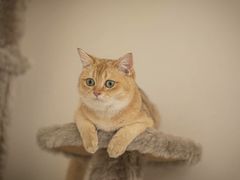 -百信宠物医院(东升街店)