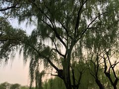 景点-柳浪闻莺公园