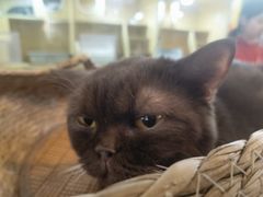 -平行世界·猫咖(首经贸店)