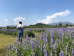-北京东方普罗旺斯薰衣草庄园