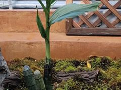 -国家植物园南园