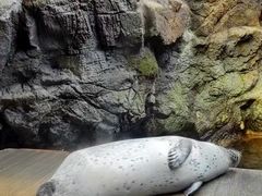 -大阪海游馆