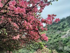 -木兰云雾山