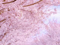 -古柏渡丰乐樱花园