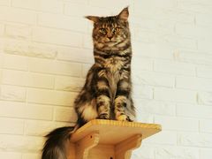 -momokira米努特·德文卷毛猫·棉花面纱犬