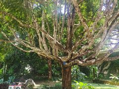 -中国科学院西双版纳热带植物园
