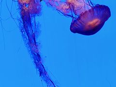 -上海海洋水族馆