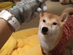 -逗柴咖啡屋·狗咖猫咖宠物桌游